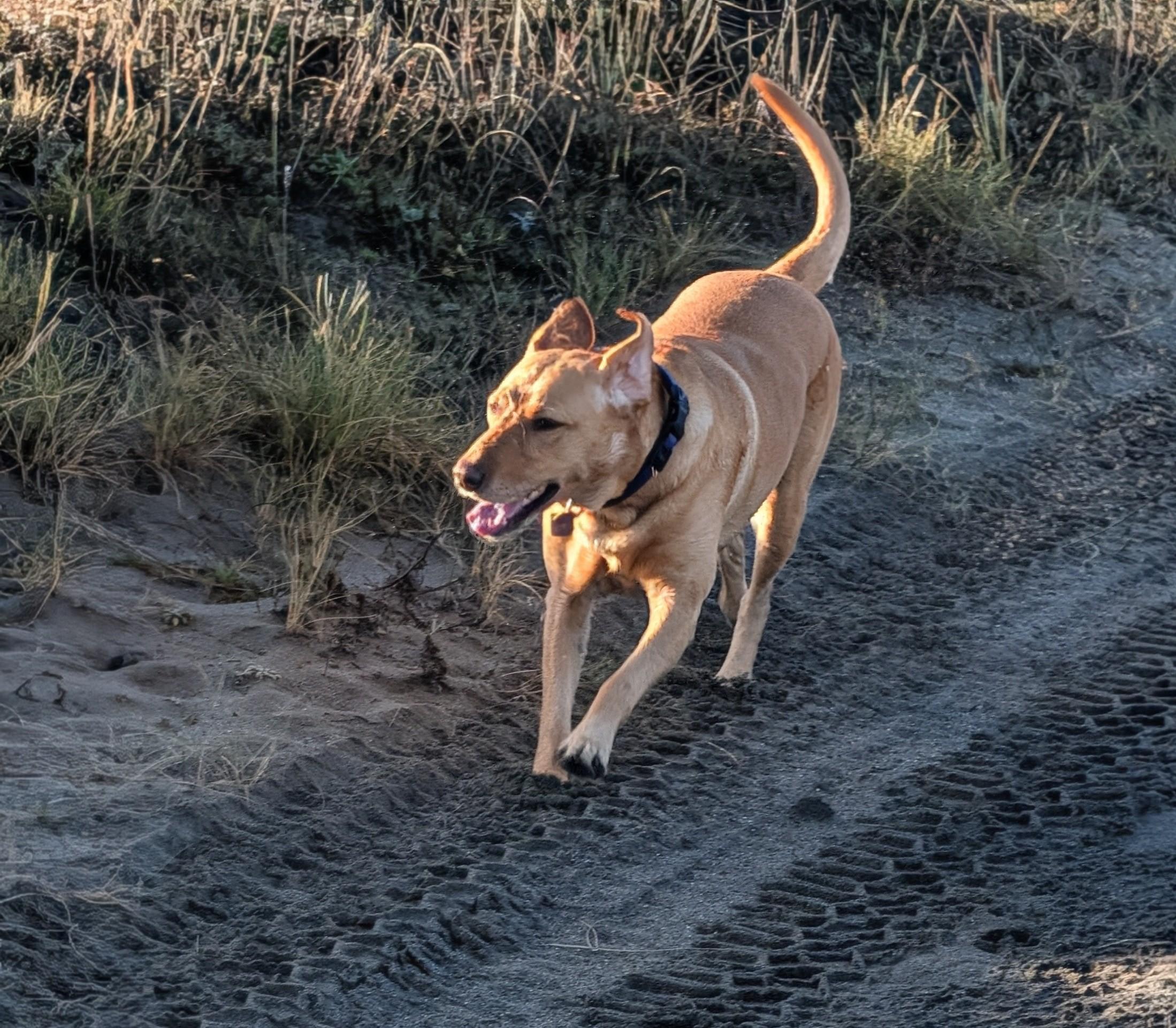 Golden lab is running on a sandy trail.