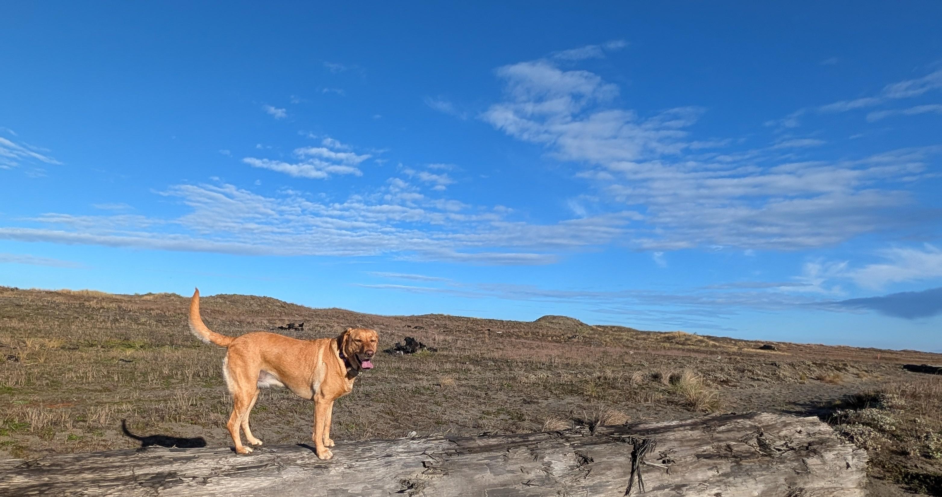 Golden lab is standing on a driftwood log. Cloudy blue sky.