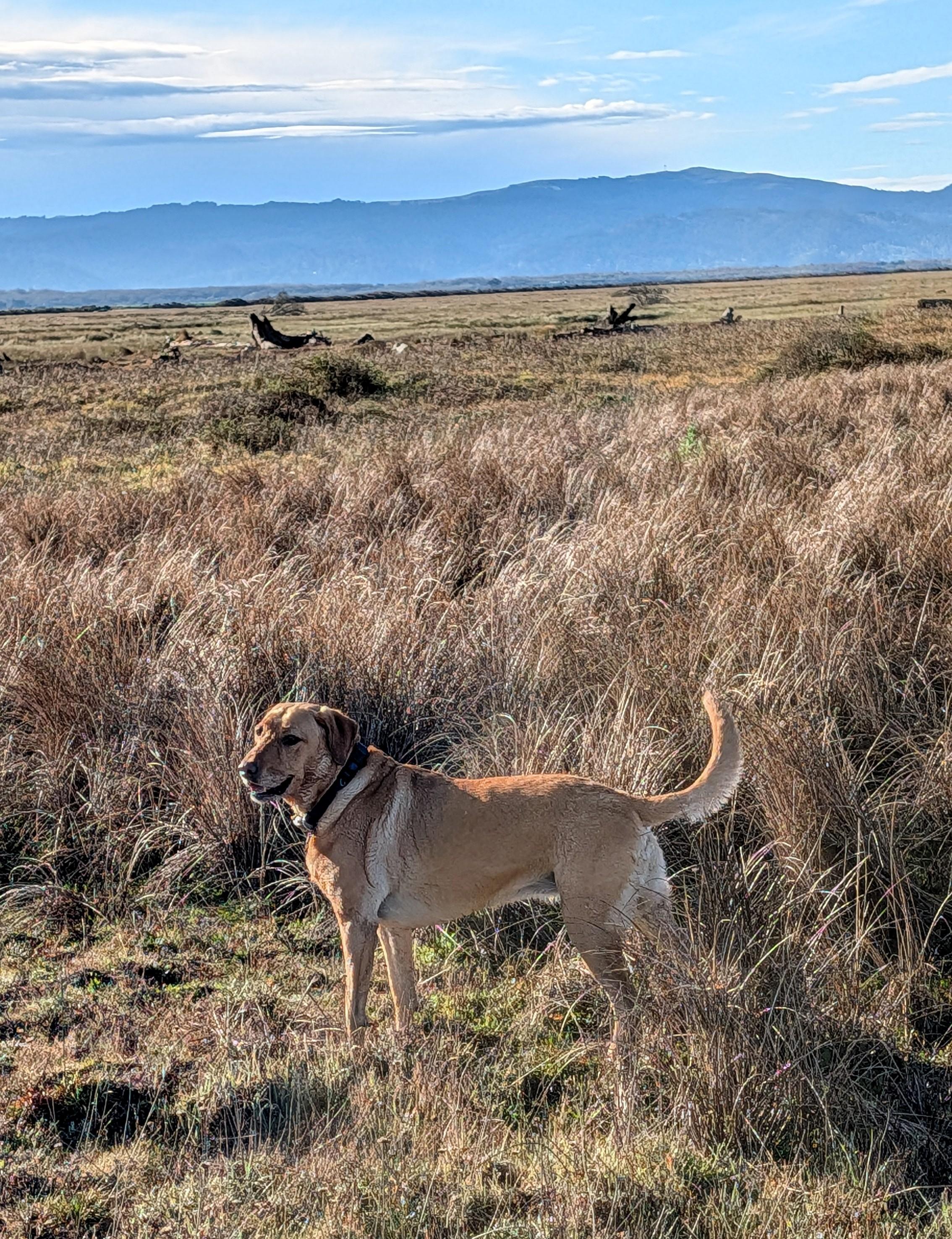 Summer is standing next to a field of marsh grass.