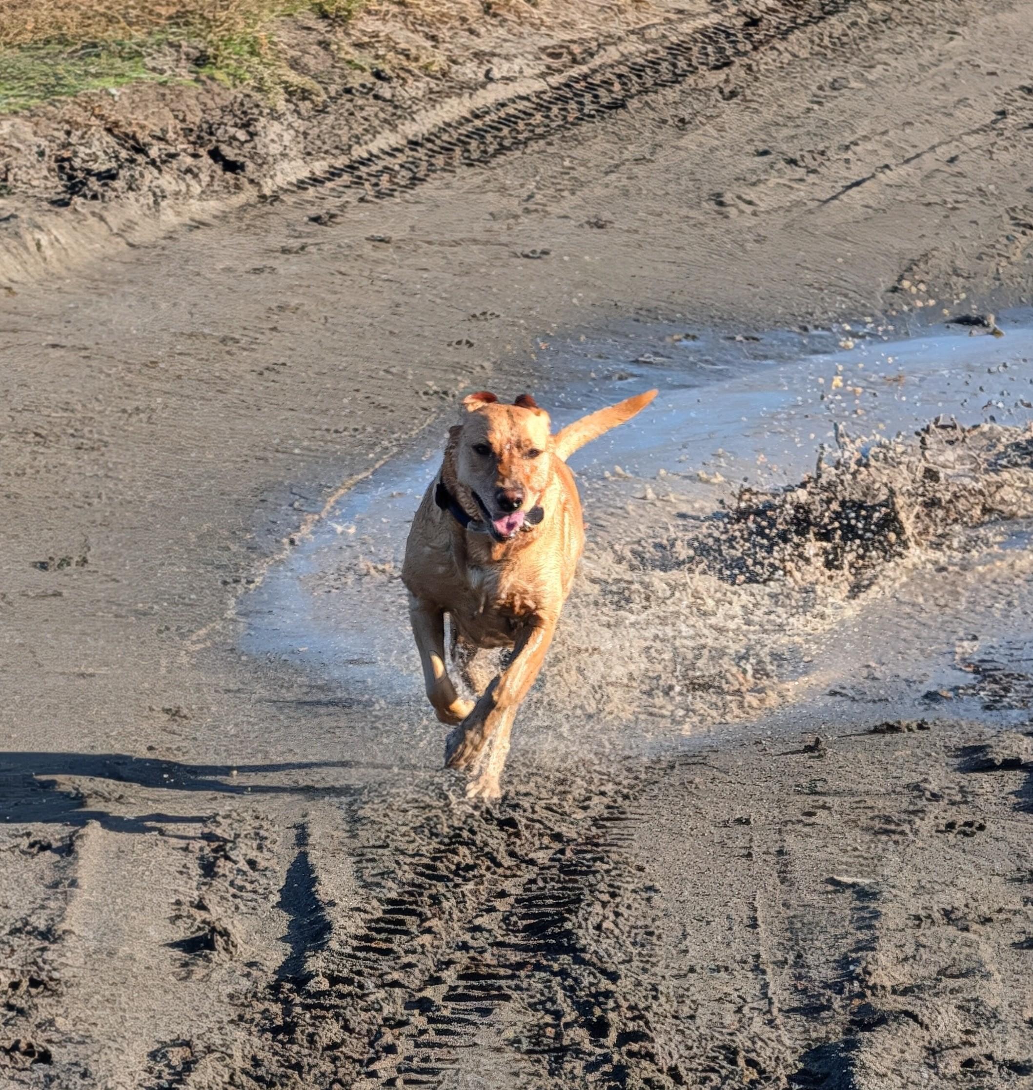 Golden lab is running through a mud puddle.