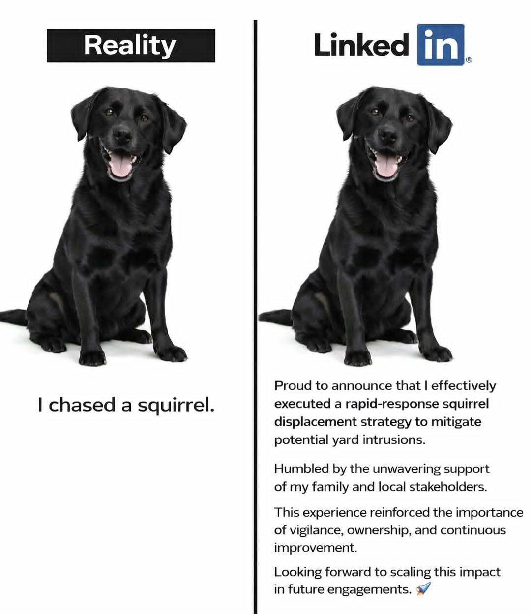 Left side picture is of a black Labrador dog stating he had chased a squirrel. Right side picture shows the same dog but with typical LinkedIn embellishments.