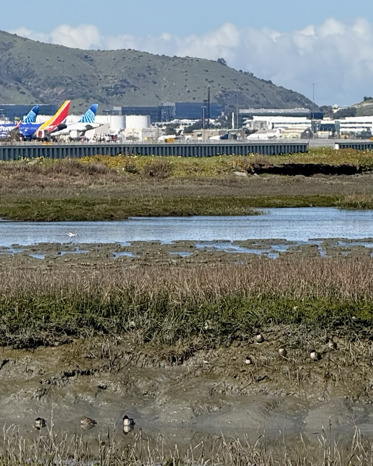 Planes at an airport, wetlands, and ducks in mud