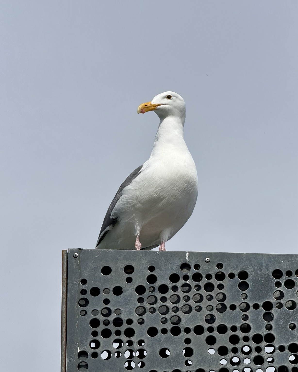Seagull looking down from a metal wall