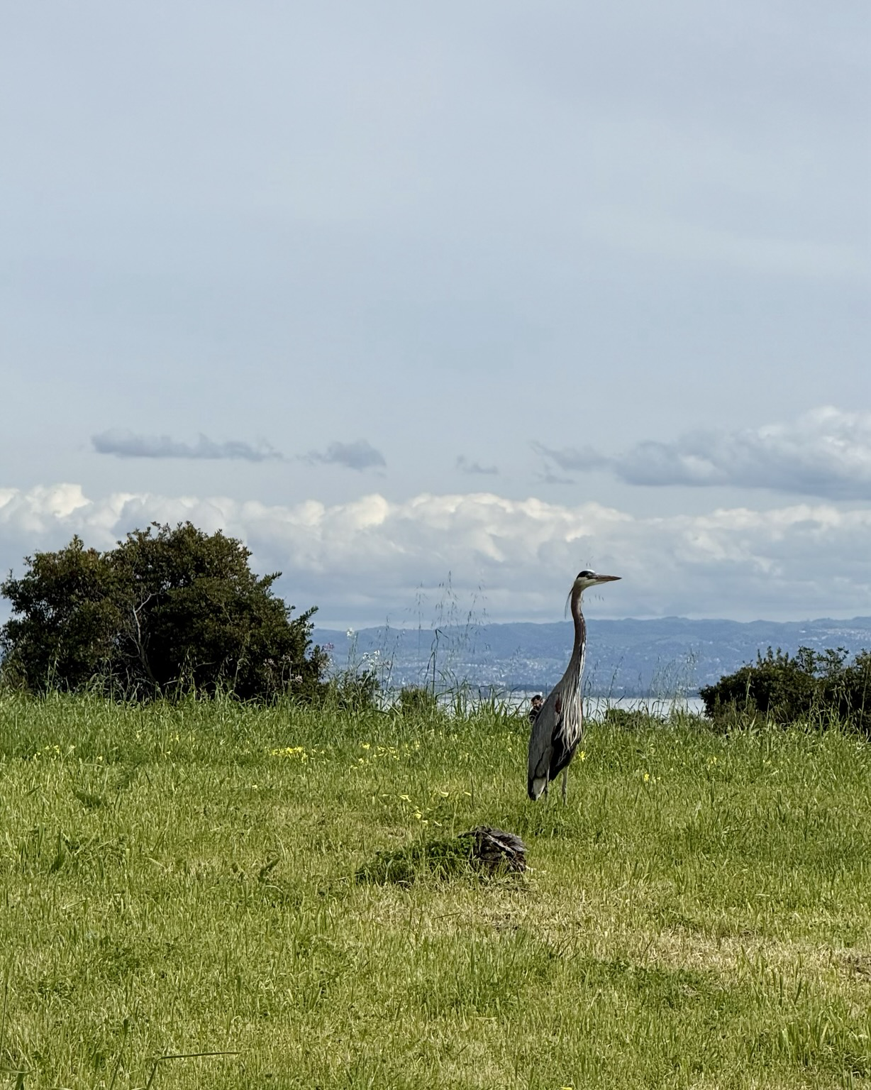 Great blue heron on a grassy hill with the Bay and East Bay in the background